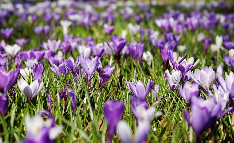 Spring Renewal Crafts Image